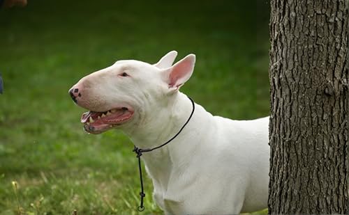 Dingo Gear Trainingshalsband für Hunde – handgefertigt, robuste geflochtene Polypropylenleine, mit Zwei Stoppern, Größe L, Full Black S04079