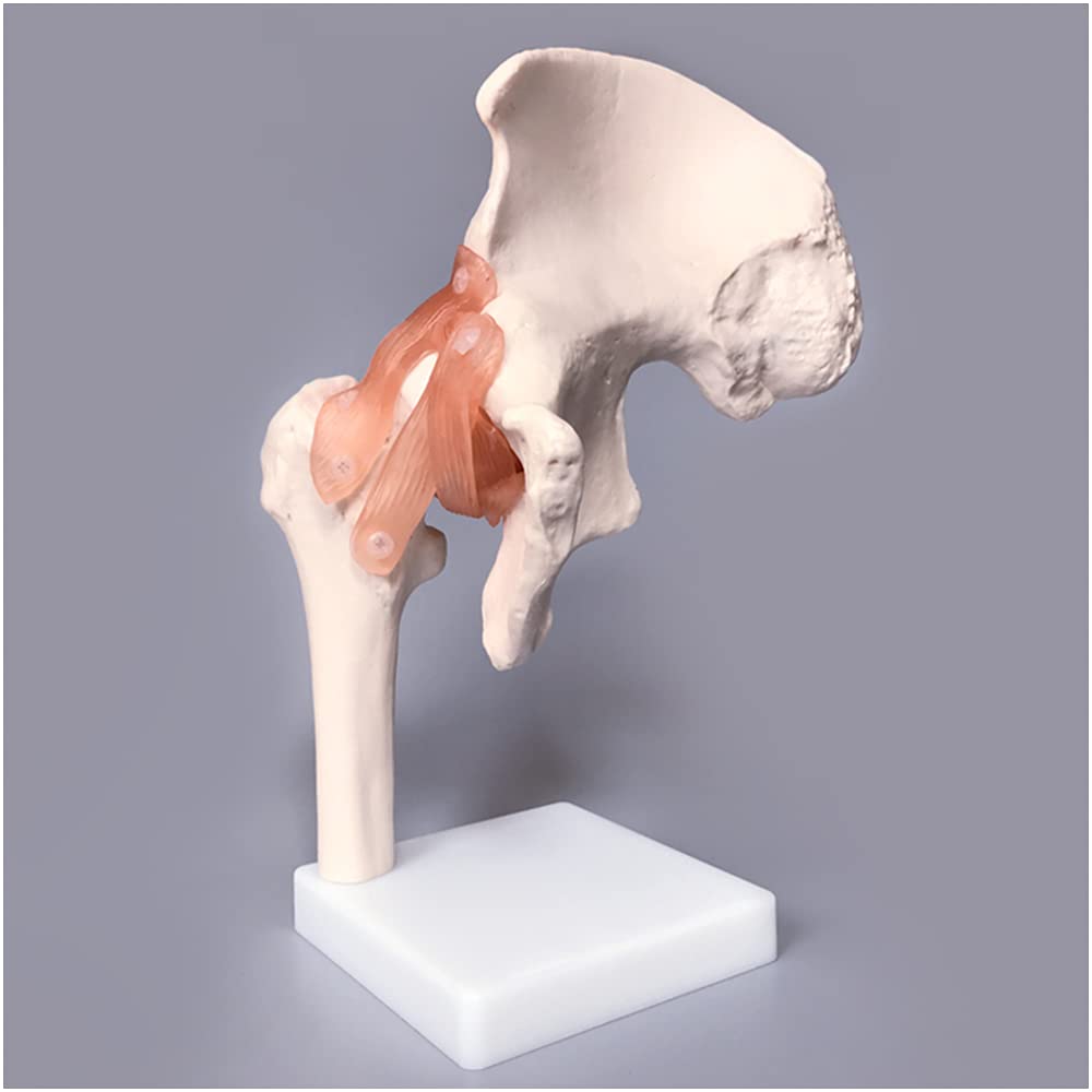 Sjdopulse Hip Bone Model - Educational Model Hip Joint Ligament And Femur Structure Model - Medical Anatomical Human Hip Joint Skeleton Model With Ligament