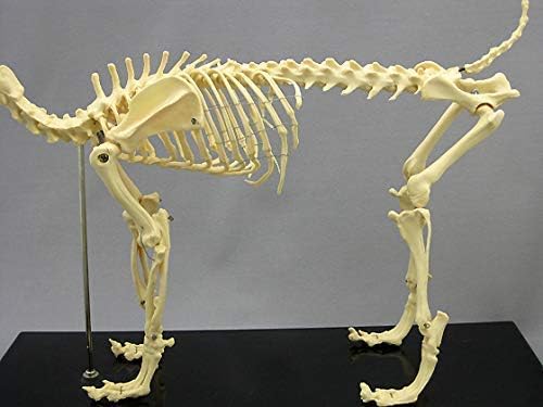 解剖モデル、犬の骨格、動物の骨格標本解剖モデル犬の骨格解剖学獣医教育デモンストレーションツール骨格モデル
