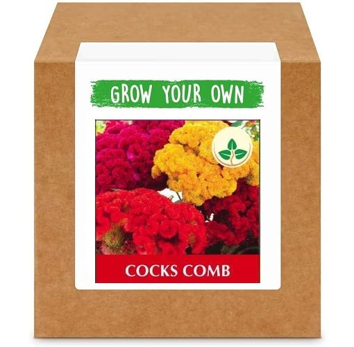 VibeX Cocks Comb-50 Seeds (B0BBG4691N) Amazon Price History, Amazon Price Tracker