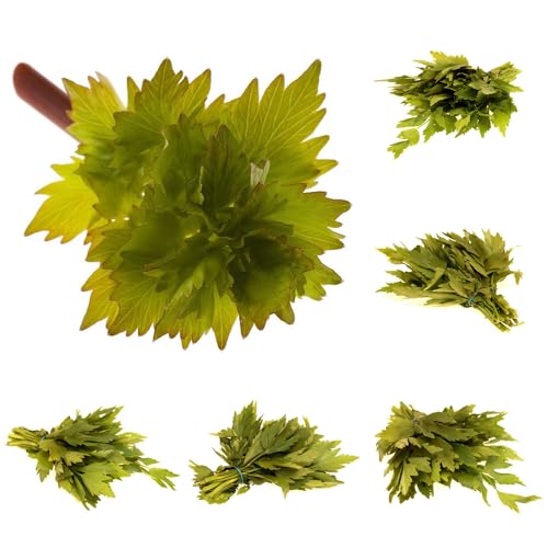 semi di levistico biologico - estremamente resistenti giardino pascolo decorazione esterni balconi 800pcs