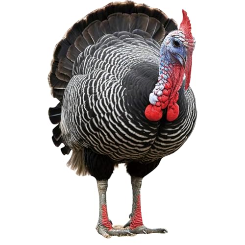 Image of Turkey Life Size Cardboard Cutout, 1FT Animal Standup, 1 PC | Turkey Cardboard Cutout Standup for Events, Party Decor, Birthday Photos, Thanksgiving, Halloween, and Holiday Party