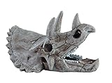 Haquoss tryceratops Skull, 14 x 9 x 8h cm