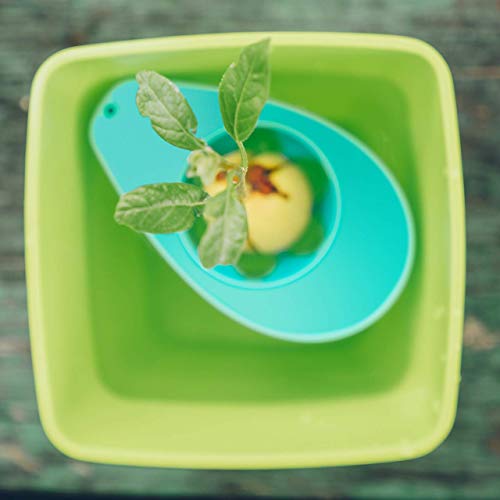 AvoSeedo Bowl Grow Your Own Avocado Tree, Evergreen, Perfect Avocado Tree Growing Kit for Every Avocado Lover - Green, Blue & Transparent - Thumbnail 3