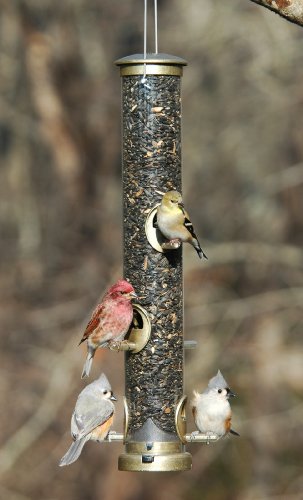 Aspects Inc Quick-Clean Seed Tube Bird Feeder Finish: Brass, Size: Large