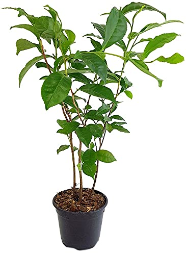Camelia Sinensis o Árbol del Té Natural la Planta que
