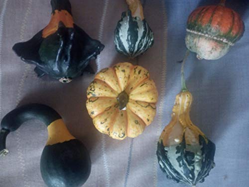 SEMI ZUCCHE ORNAMENTALI-MISCELA 10 VARIETA' DIVERSE-10 SEMI-