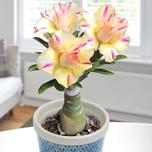 Desert Rose Plant Live, Plants/Rhizome/Ornamental/Resistant/Bedding/Desert Rose Bulbs, Desert Rose Strong Plan, Desert Rose Easy to Plant, Suitable, Gorgeous, Desert Rose Plant Bulbs,-1Bulbs-D Desert Rose Plant Live, Plants/Rhizome/Ornamental/Resistant/Bedding/Desert Rose Bulbs, Desert Rose Strong Plan, Desert Rose Easy to Plant, Suitable, Gorgeous, Desert Rose Plant Bulbs,-1Bulbs-D