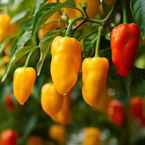 Lunchbox Sweet Snacking Pepper Seeds Mini Pepper Red Lunch Box Snack Pepper Non-GMO Fresh 50pcs