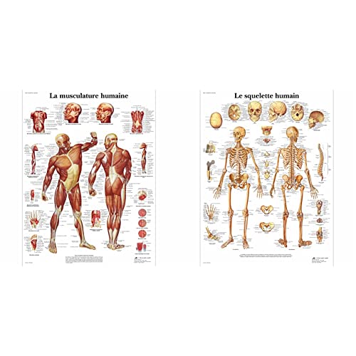 Modèle Anatomique Musculature et Squelette Humain 3B Scientific pour l'étude médicale