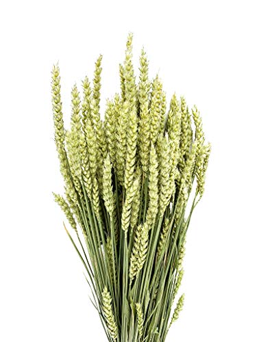 Weizen getrocknet | Trockenblumenstrauß | Deko Blumen | Trockenblumen | 100% natürlich und nachhaltig | mindestens 3 Jahre Haltbarkeit | 65 cm lang Cover