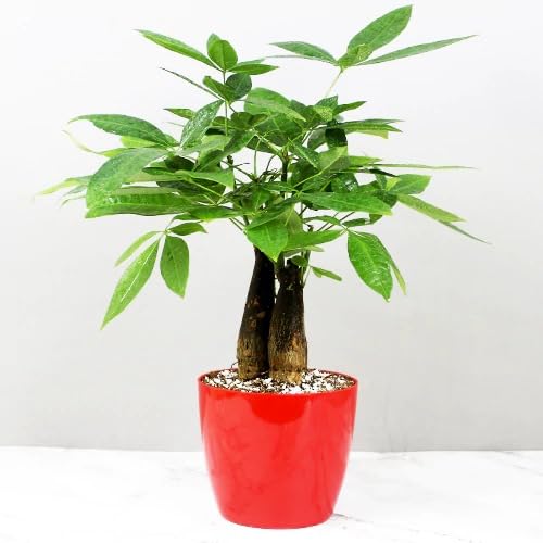 Mphmi Seedless Plant Indoor Plants Pachira Aquatica �3 Trunk� (Money Tree) (B0CWF6QY1X) Amazon Price History, Amazon Price Tracker