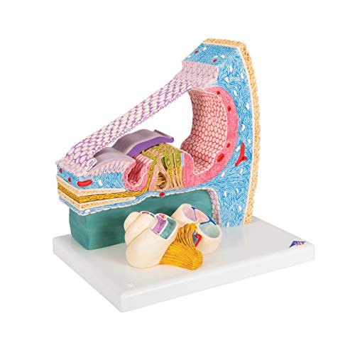 Image of 3B Scientific E14 Cortisches Organ - 3B Smart Anatomy
