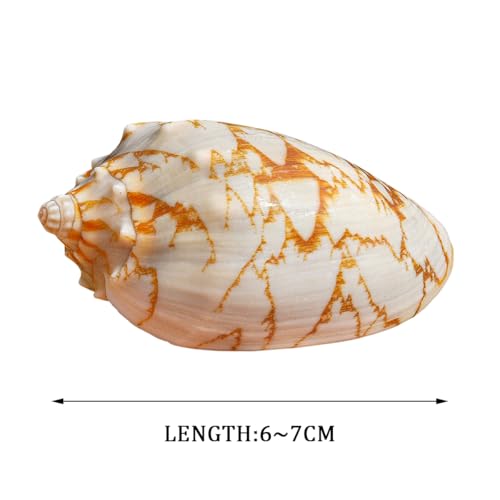 Conchas marinas naturales seleccionadas de 6-7 cm para coleccionismo y diseño 2