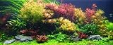 Aquarium Plant Essentials Bundle, Live Freshwater...