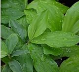 100pcs Insulin Plant Seeds, Green Medicinal Herb for Planting, Easy-to-Grow Outdoor & Home Garden Seeds, Natural Wellness, Ayurvedic Herb for Blood Sugar Control, Organic Herbal Plant Seeds