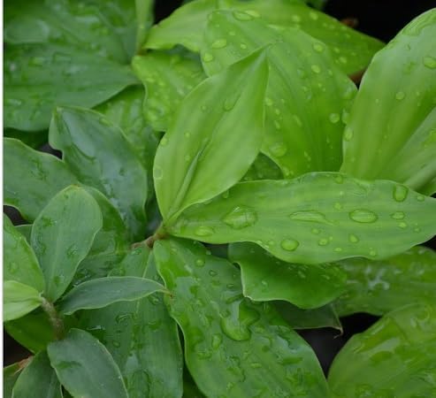 100pcs Insulin Plant Seeds Green Medicinal Herb for Planting Easy-to-Grow Outdoor & Home Garden Seeds Natural Wellness Ayurvedic Herb for Blood Sugar Control Organic Herbal Plant Seeds