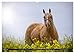 Faszination Western Horses (Wall Calendar 2026 DIN A2 Landscape), CALVENDO Monthly Calendar: Western Horses in Their All Beauty