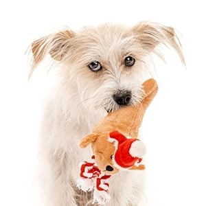 Holiday Collection Dog Toys Small Sized Santa Walter The Walrus Cute Durable Sustainable Plush Chew Toys for Dogs Christmas Stocking Stuffer Gift