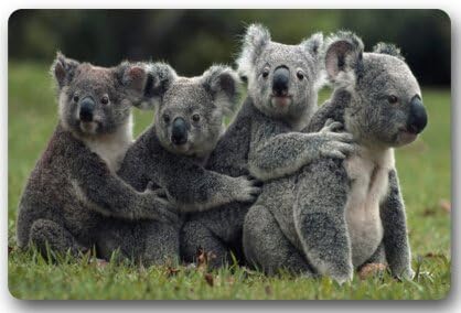 Cute Koala bear Door Mats Cover Non-Slip Machine Washable Outdoor Indoor Bathroom Kitchen Decor Rug Mat Welcome Doormat - 23.6"(L) x 15.7"(W), 3/16" Thickness