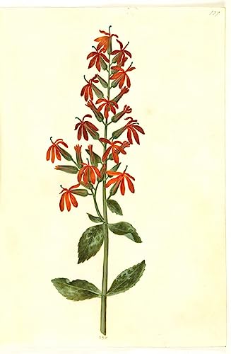 Tableau Lobelia Cardinalis Hans Simon Holtzbecker, affiche d'art sur toile 60x90cm