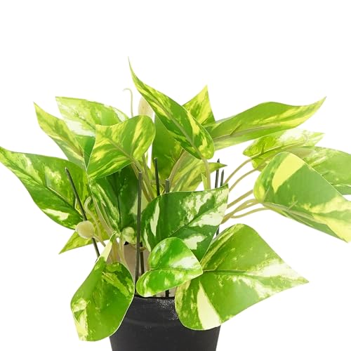 Image of Artificial Money Plant with Black Pot, Green Variegated Leaves, 20 cm Height, 8 cm Wide, Indoor Decorative Fake Plant