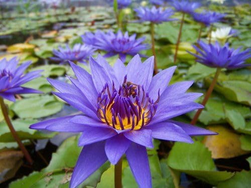 Natural Water Lily Bulb | Live Pond Plant Root | Beautiful Blooming Aquatic Flower for Home Water Garden - pack of 1-image-42