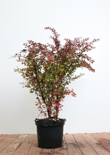 Berberis thunbergii 'Atropurpurea' 60-80 cm - Blutberberitze, purpurrote Blätter, ideal für Hecken, pflegeleicht, winterhart, bienenfreundlich