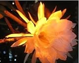 Graines d'Epiphyllum Cereus à floraison nocturne Maison Jardin Fleurs Plantes Paquet de 100 graines