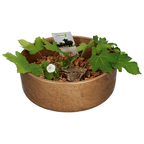 Pottery Pots Ethan Dekoschale Bronze, Größe M, handgefertigte Schale aus Glasfaser, Stein u. Beton, Deko für Drinnen & Draußen, wetterfest