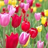 富山県産 チューリップ 球根 おまかせパック (10個, お任せミックス)