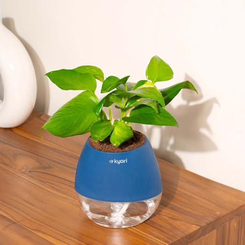 Image of Kyari Money Variegated Indoor Live Plants with Blue Self Watering Pot - Oval Pot 4 Inch
