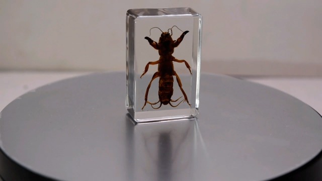 Image of 44mm Real Mole Cricket in Crystal Clear Lucite Resin Specimen Preserved Animal Insect Bug Taxidermy Crafts Collection for Biology Science Education & Desk Ornament Display Supplies Small Paperweight