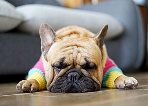 Khemn Regenbogen Strickpullover Hundepullover - Niedliche Hundekleidung für Französische Bulldogge/Englische Bulldogge/Bullterrier/Mops (L)