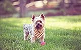 Lionet Paws Halloween Dog Bandana Washable Cotton Handkerchief Scarf Triangle Orange Pumpkin Bandana for Small Medium Large Dogs Girl Boy Lionet Paws Halloween Dog Bandana Washable Cotton Handkerchief Scarf Triangle Orange Pumpkin Bandana for Small Medium Large Dogs Girl Boy
