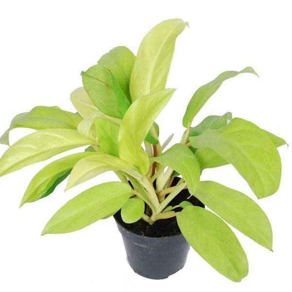 Philodendron Indoor Hybrid Live Plant for Decoration, Natural Air Purification - Heartleaf Variety CF-54 (B0B7JZ22B6) Amazon Price History, Amazon Price Tracker