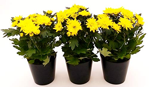 POWERS TO FLOWERS - CRISANTEMO GIALLO, 3 PIANTE vaso 12cm, Piante Vere