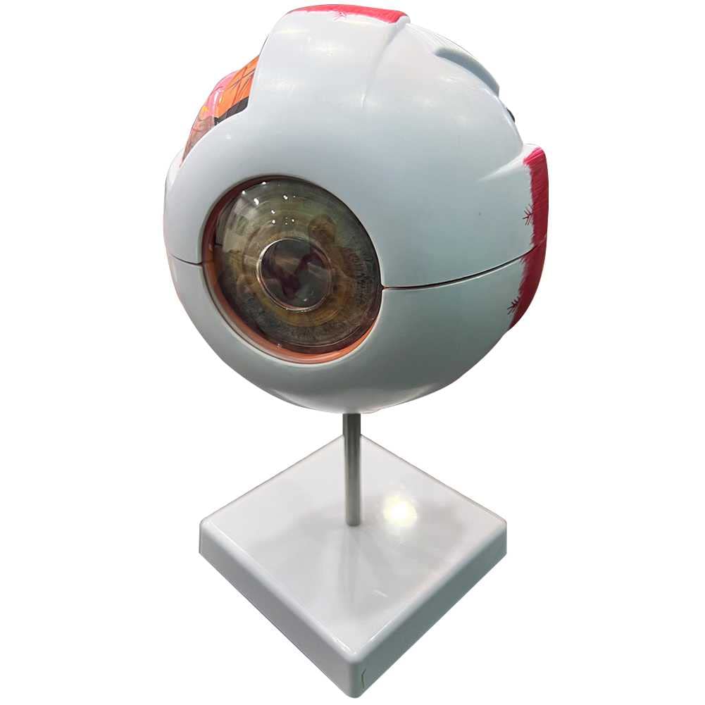 Globe oculaire à agrandissement pour cours de biologie et travaux pratiques en classe