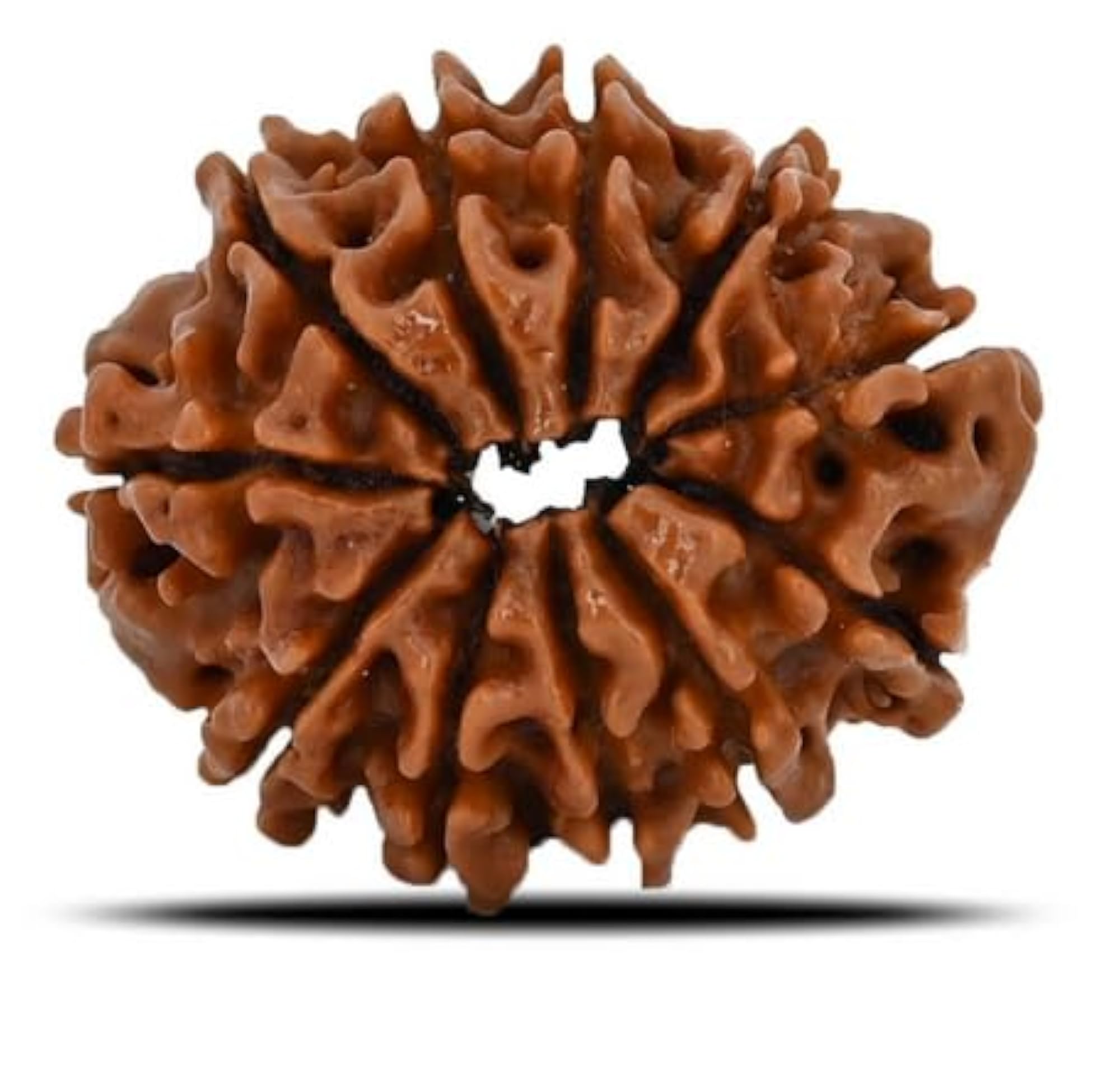 Eleven Face Rudraksha Bead, IGL Lab Certified