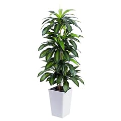 Dracaena Plant 5ft