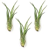 NW Wholesaler - Tillandsia Caput-Medusae Air Plants - 2-3' Each - Live Indoor House Plants - Perfect...