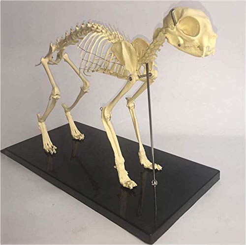 Squelette de chat AMITD pour comprendre l'anatomie vétérinaire