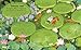 How to Grow a Garden: Find a Plant for Every Place