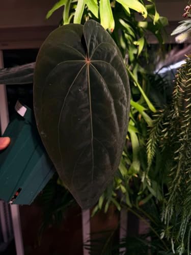 Anthurium AOS x Antolakii