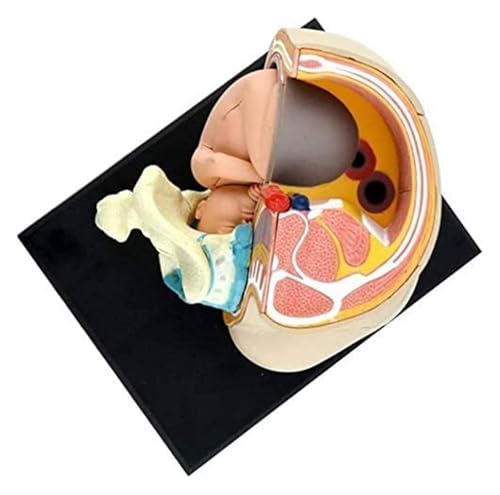 Modelo de pelvis humana para entender el útero con feto 5