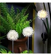 Amazon | 7Life LEDソーラーライト キューブ型 4個セット | パスライト