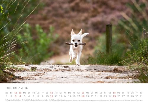 Edition Seidel Premium Kalender Chihuahua 2026 Format DIN A4 Wandkalender Hundekalender Hund Welpe Hunderasse Haustier