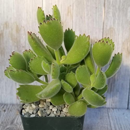 Cotyledon Ladismithiensis Cacti Cactus Succulent Real Live Plant #TOP18