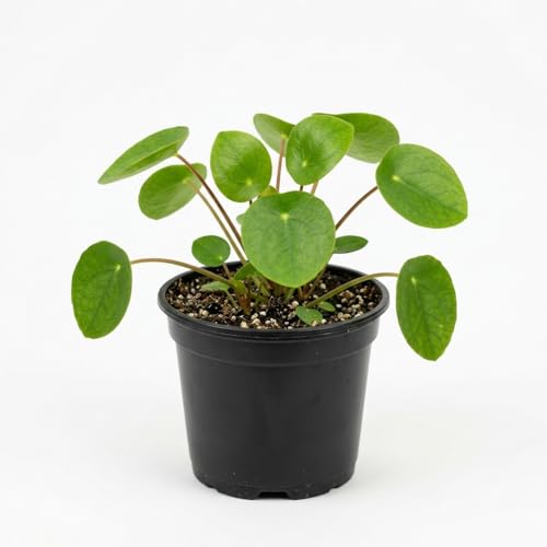 Live Chinese Money Plant (Pilea Peperomioides) 4 Nursery Pot Easy Care Indoor Houseplant for Home Decor Office Desk & Gifts
