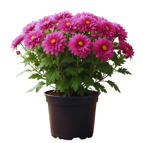 Chrysanthemum Plants Live Tree Well Rooted, 4 to 6 Inches